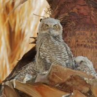 Great Horned Owl nestling