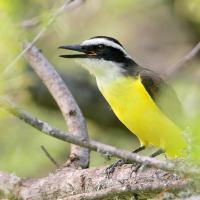 Great Kiskadee calling