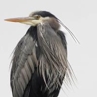 Great Blue Heron looking to its right, against a pale sky