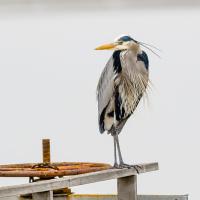 Great Blue Heron standing alone on a dock 