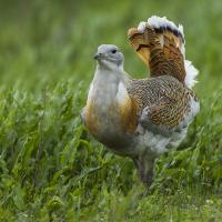 A Great Bustard with his grey head and wispy beard contrasting with the brindled reddish brown and black wing, back, and tail feathers. The Great Bustard is standing amidst vivid greenery and his tail is turned up at a sharp angle.