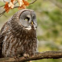 Great Gray Owl sitting on a branch 