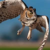 Great Horned Owl in flight toward the camera