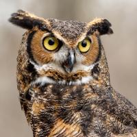 Great Horned Owl