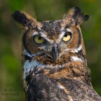 Great Horned Owl