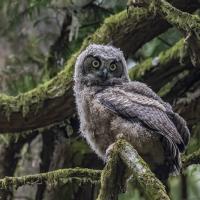 A Great Horned Owl fledgling perched on a mossy branch