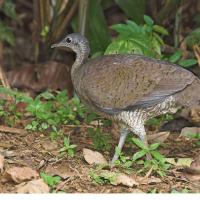 Great Tinamou