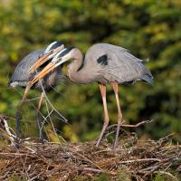 Great Blue Heron pair building nest