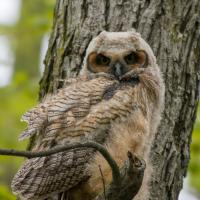 Great Horned Owl juvenile