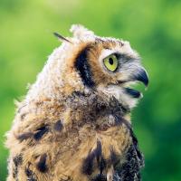 Great Horned Owl juvenile