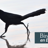 A slender black bird with very long tail strides across wet sand