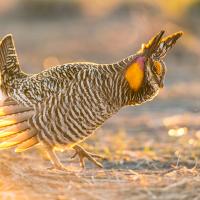 A male Greater Prairie Chicken in courtship display, one foot raised and his feathers softly backlit by sunlight