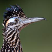 Greater Roadrunner