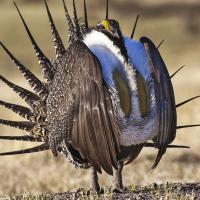 Greater Sage Grouse male