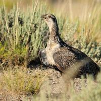 Great Sage-Grouse