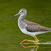 Greater Yellowlegs