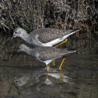 Two shorebirds, one larger than the other, walk together looking at the water they are wading in. 