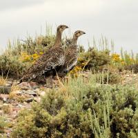 Great Sage-Grouse