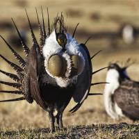 Greater Sage-Grouse pair