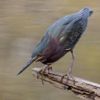 Green Heron looks intently at the surface of water as it perches on a low branch.