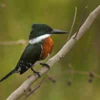 Green Kingfisher seen in profile, perched on a branch