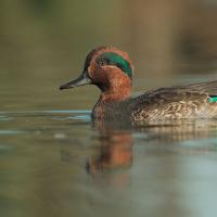 Green-winged Teal