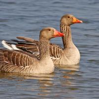 Greylag Geese