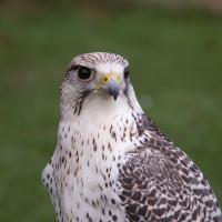 Closeup of a Gyrfalcon staring ahead