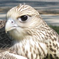 Gyrfalcon in closeup