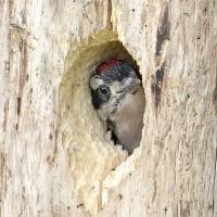 A Hairy Woodpecker nestling peeks out from its nest hole in the side of a tree trunk.