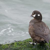 Female Harlequin Duck