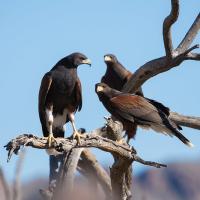 Group of four Harris's Hawks perched in tree, seen against background of hills and blue sky.