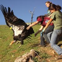 Three volunteers release a tagged California Condor from a sunny hillside.