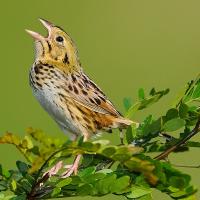 Henslow's Sparrow