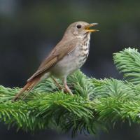 Hermit Thrush stands on branch