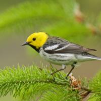 Hermit Warbler - Townsend's Warbler hybrid