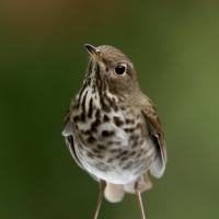 Hermit Thrush