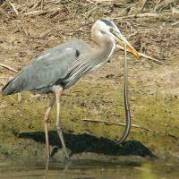 Heron catching snake