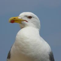 Herring Gull