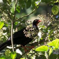 Highland Guan