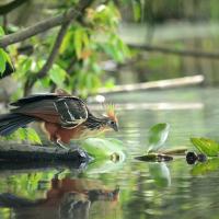 A Hoatzin takes a sip of water at the edge of a river under dense foliage. 