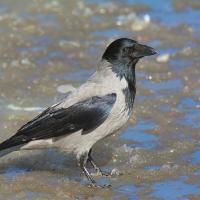 Hooded Crow