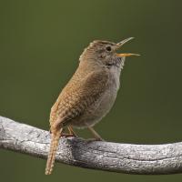 House Wren singing