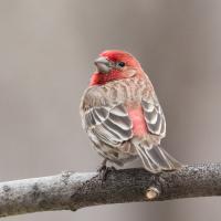 House Finch in spring