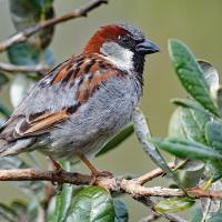 House Sparrow