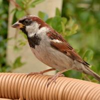 House Sparrow