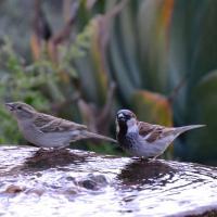 Pair of House Sparrows on the edge of a water-filled birdbath