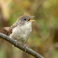 House Wren looking to its left while singing