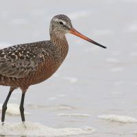 Hudsonian Godwit