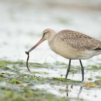 Hudsonian Godwit